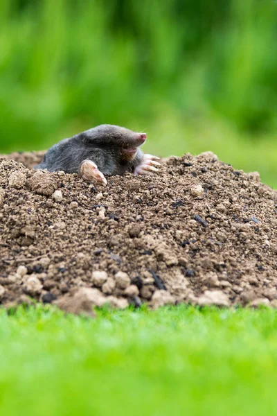 European Mole Talpa Europaea Destroying Lawn Its Mole Hills Underground — Stock Photo, Image