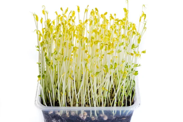 Bezelye Filizleri Karanlıkta Yetişir Salatada Ekstra Gevrek Olarak Kullanılır — Stok fotoğraf