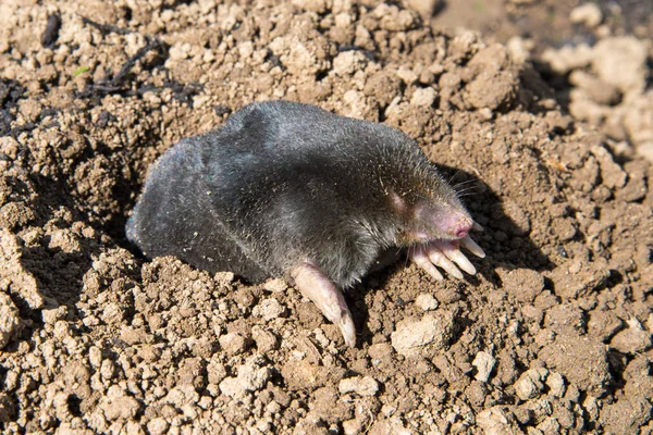 Europeisk Mullvad Förstör Gräsmattan Trädgården — Stockfoto