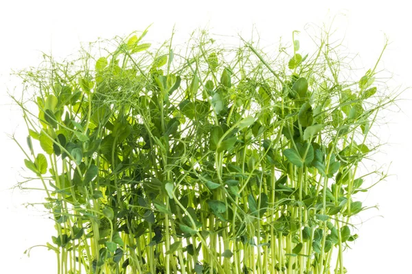 豌豆芽 卷须成微绿色 可随时采摘 在白色上隔离 — 图库照片