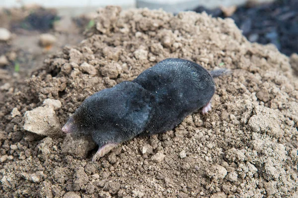 Perished European Mole Lying Ground — Stock Photo, Image