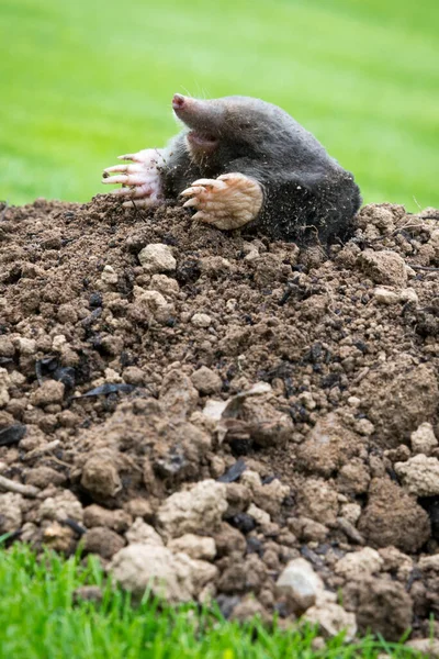 Mole Talpa Europaea Fazendo Colina Toupeira Danificando Gramado Bonito Jardim — Fotografia de Stock