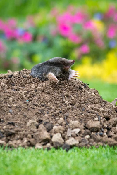 Mole Talpa Europaea Making Mole Hill Damaging Beautiful Lawn Flower — Stock Photo, Image