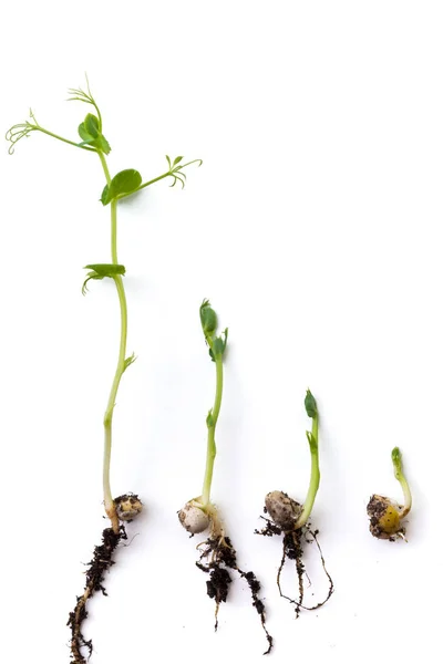 Plantas Guisante Etapas Crecimiento Acostado Plano Aislado Blanco —  Fotos de Stock