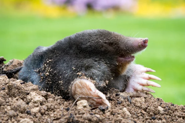 Mullvadsdjur Talpa Europaea Orsakar Skador Som Skadedjur Trädgården Med Sina — Stockfoto