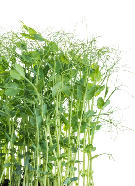 Pea Shoots Tendrils Grown Micro Greens Ready Harvested Isolated White — Stock Photo, Image