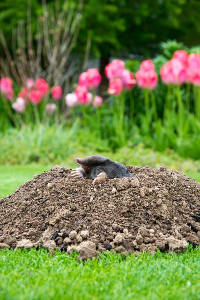 Taupe Européenne Talpa Europaea Détruisant Pelouse Avec Ses Collines Taupes — Photo