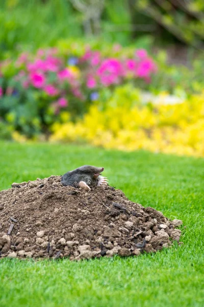 Maulwurftier Talpa Europaea Die Als Schädling Garten Mit Seinen Maulwurfshügeln — Stockfoto