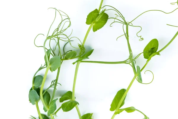 Jonge Erwtenplant Gekweekt Als Micro Groen Geïsoleerd Wit — Stockfoto