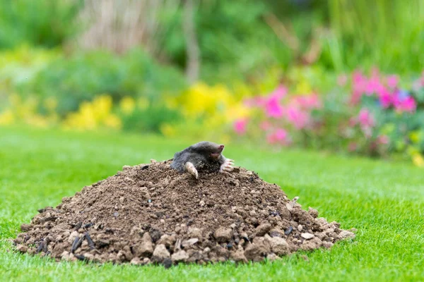 Topo Talpa Europaea Haciendo Mole Hill Dañando Hermoso Césped Jardín — Foto de Stock