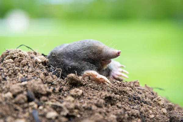 Talpa Talpa Europea Strisciando Fuori Dalla Molecola Marrone Erba Verde — Foto Stock