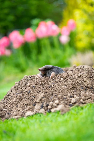 Maulwurf Talpa Europaea Zerstört Rasen Mit Seinen Maulwurfshügeln Und Unterirdischen — Stockfoto