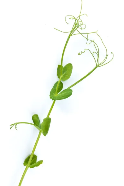 豌豆幼树 生长为微绿色 在白色上隔离 — 图库照片