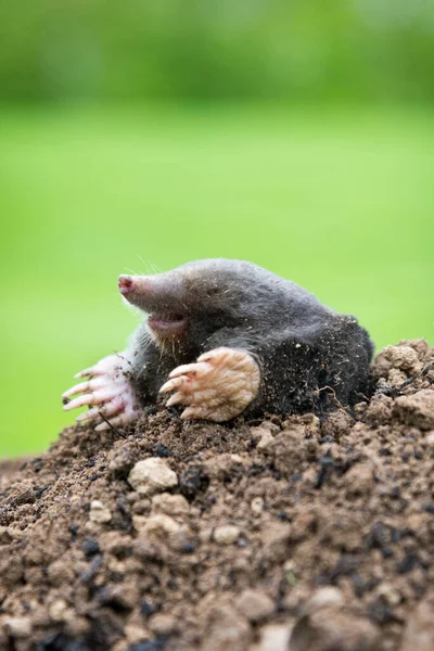 Maulwurf Talpa Europaea Kriecht Aus Dem Braunen Maulwurfshügel Hintergrund Grünes — Stockfoto