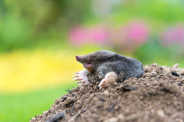 Mullvad Talpa Europaea Gör Mullvad Kulle Och Skadar Vacker Gräsmatta — Stockfoto