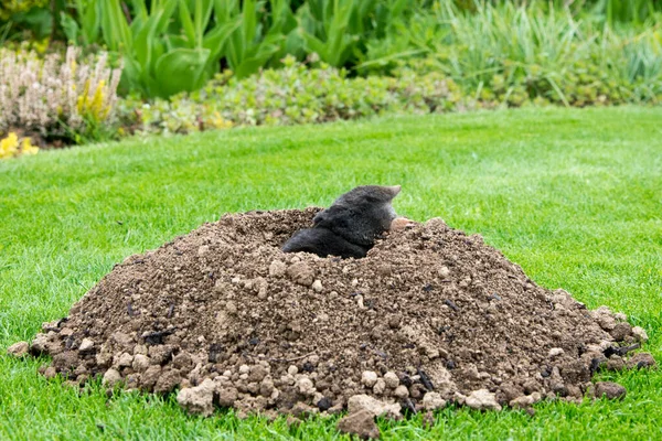 Europese Mol Talpa Europaea Die Gazon Vernietigt Met Zijn Mollen — Stockfoto