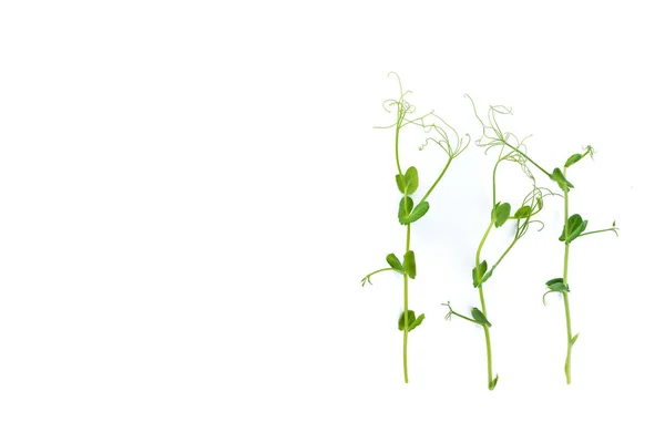 Junge Erbsenpflanze Als Mikrogrüne Auf Weiß Isolierte Pflanze Angebaut — Stockfoto