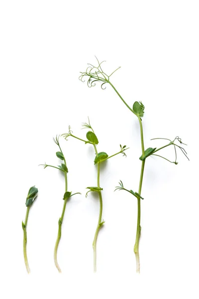 Brotes Guisante Diferentes Etapas Cultivadas Alineadas Una Fila Aisladas Blanco —  Fotos de Stock