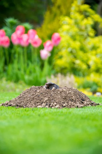 Taupe Européenne Talpa Europaea Détruisant Pelouse Avec Ses Collines Taupes — Photo