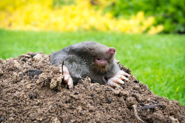 Mole Talpa Europaea Crawling Out Brown Molehill Green Grass Background — Stock Photo, Image