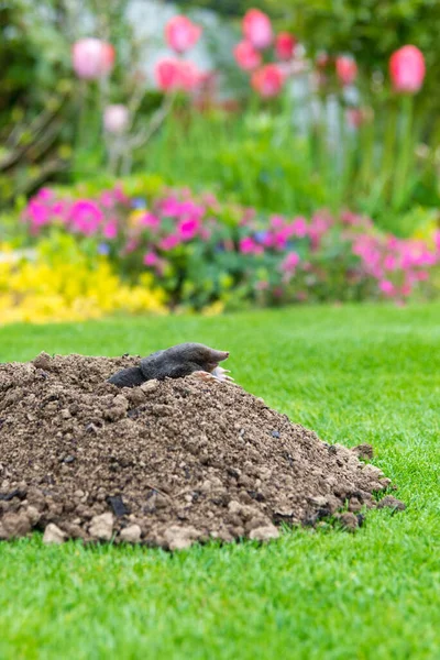 Maulwurf Kriecht Aus Maulwurfshügel Über Dem Boden Und Zeigt Starke — Stockfoto