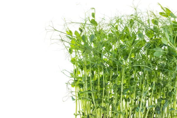 Горохові Пагони Вусиками Вирощеними Мікрозелень Готові Збирання Ізольовані Білому — стокове фото
