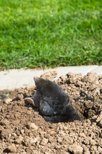 European Mole Talpa Europaea Mammal Order Eulipotyphla Also Known Common — Stock Photo, Image