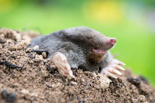 Maulwurf Talpa Europaea Kriecht Aus Dem Braunen Maulwurfshügel Hintergrund Grünes — Stockfoto