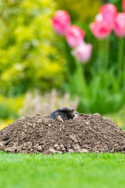 Maulwurf Talpa Europaea Zerstört Rasen Mit Seinen Maulwurfshügeln Und Unterirdischen — Stockfoto
