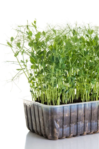 Pousses Pois Cultivées Sous Forme Micro Légumes Prêts Être Récoltés — Photo