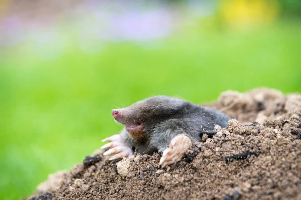 Mole Talpa Europaea Crawling Out Brown Molehill Green Grass Background — Stock Photo, Image