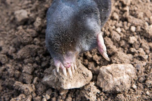 European Mole Caught Trap While Crawling Out Tunnel — Stock Photo, Image