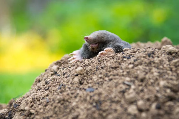 Toupeira Europeia Rastejando Para Fora Molehill Acima Solo Mostrando Fortes — Fotografia de Stock