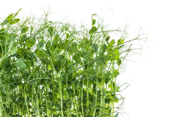 Pousses Pois Avec Des Vrilles Cultivées Micro Verts Prêts Être — Photo