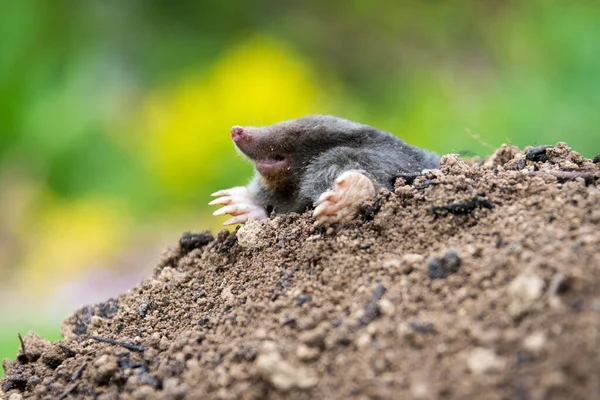 Talpa Talpa Europea Strisciando Fuori Dalla Molecola Marrone Erba Verde — Foto Stock