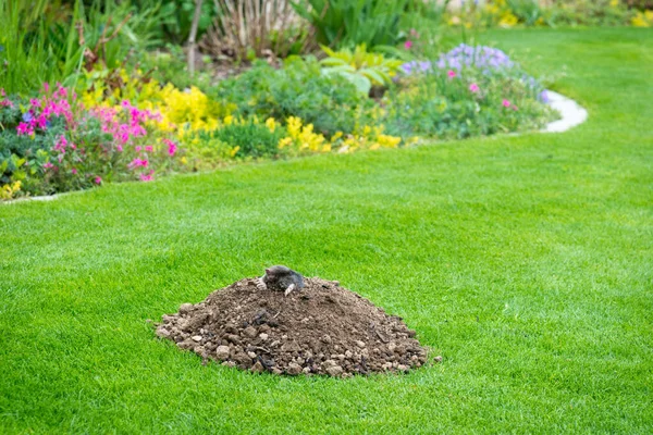 Maulwurftier Talpa Europaea Die Als Schädling Garten Mit Seinen Maulwurfshügeln — Stockfoto