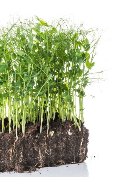 Kiełki Grochu Pojemnika Glebą Korzeniami Zdrowe Jedzenie Koncepcji Ogrodnictwa Domowego — Zdjęcie stockowe