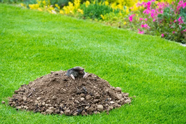 Mole Animal Talpa Europaea Causando Danos Como Uma Praga Jardim — Fotografia de Stock