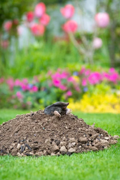 Mole Talpa Europaea Fazendo Colina Toupeira Danificando Gramado Bonito Jardim — Fotografia de Stock