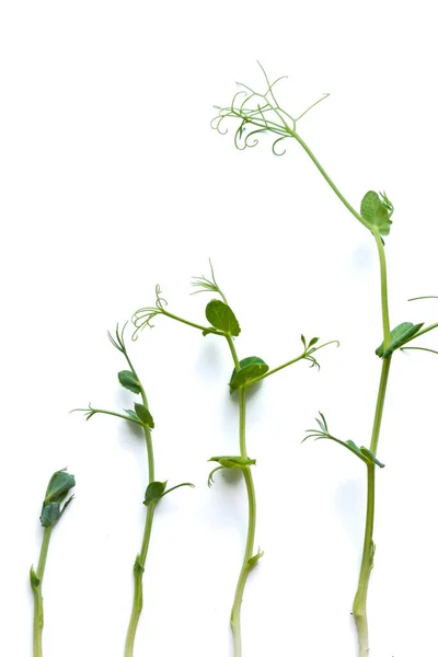 Brotes Guisante Diferentes Etapas Cultivadas Alineadas Una Fila Aisladas Blanco —  Fotos de Stock