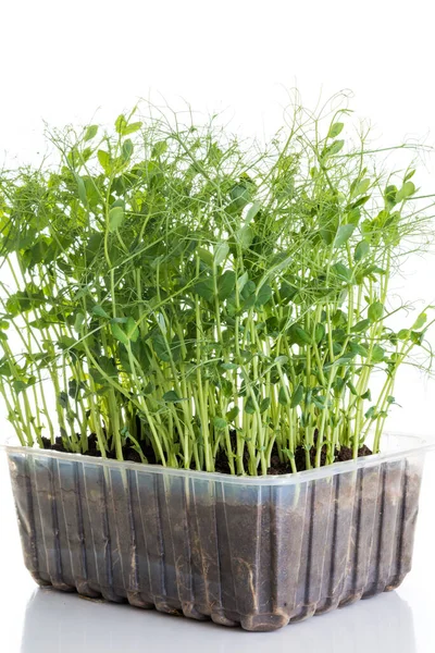 Pea Shoots Grown Micro Greens Ready Harvested Isolated White — Stock Photo, Image