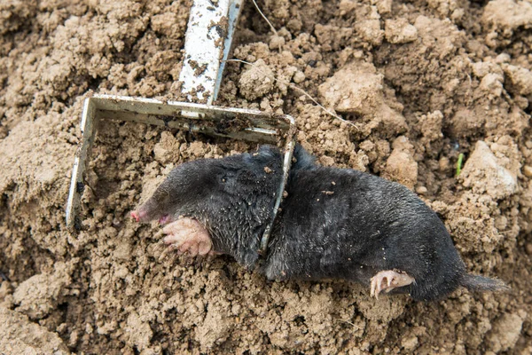 Caught European Mole Trap Placed Mole Hill — Stock Photo, Image