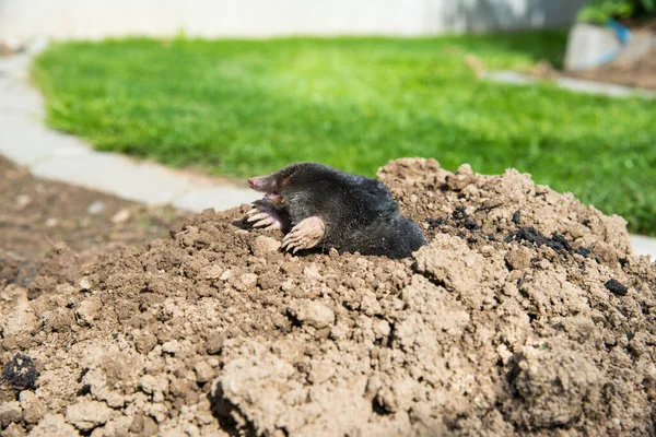 Topo Europeo Destruyendo Césped Jardín — Foto de Stock