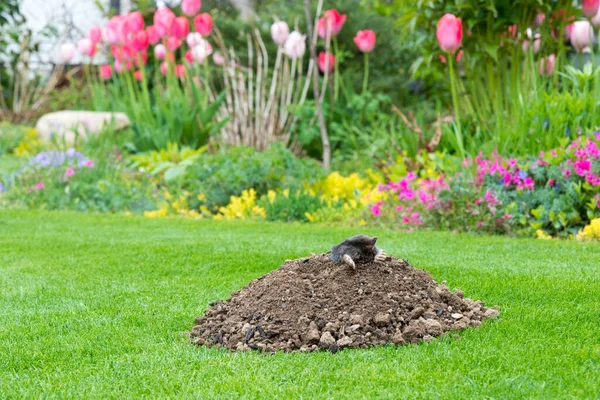 Mole Talpa Europaea Fazendo Colina Toupeira Danificando Gramado Bonito Jardim — Fotografia de Stock