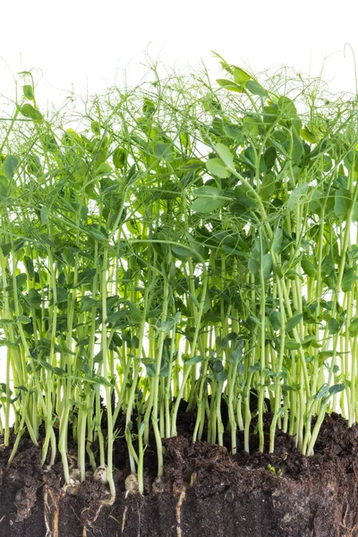 Brotes Guisante Tomados Recipiente Con Tierra Raíces Concepto Jardinería Casera —  Fotos de Stock