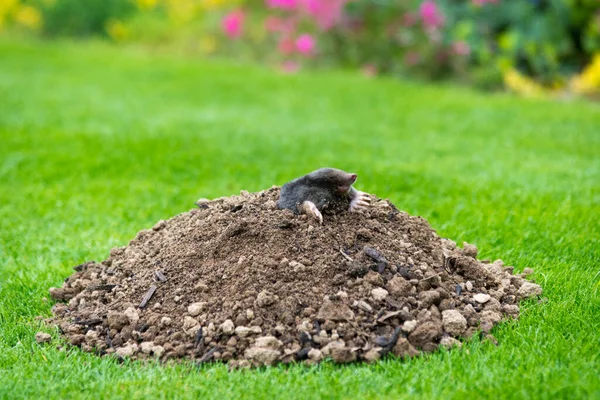 Mole Talpa Europaea Fazendo Colina Toupeira Danificando Gramado Bonito Jardim — Fotografia de Stock