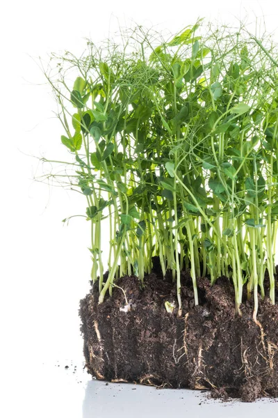 Brotes Guisante Tomados Recipiente Con Tierra Raíces Concepto Jardinería Casera —  Fotos de Stock