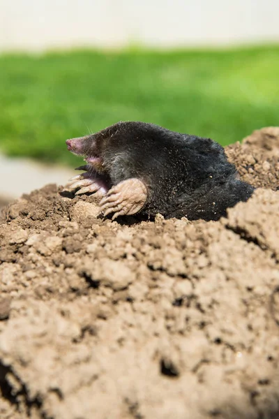 European Mole Destroying Lawn Garden — Stock Photo, Image