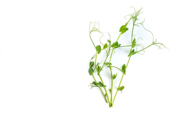 Молода Горохова Рослина Вирощена Мікрозелена Ізольована Білому — стокове фото