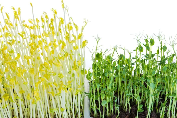 Germes Pois Cultivés Micro Verts Prêts Être Récoltés Isolés Sur — Photo